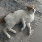 Picture of cat lost at Isabela