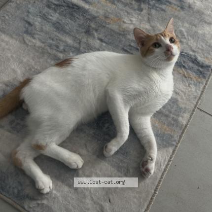 Photo 1/1 Nacho Chat lost in Isabela