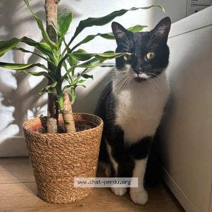 Photo 1/1 Luffy Chat lost in Amiens