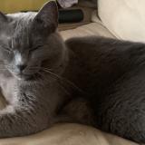 Picture of cat lost at Montpellier