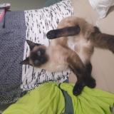 Picture of cat lost at Venissieux