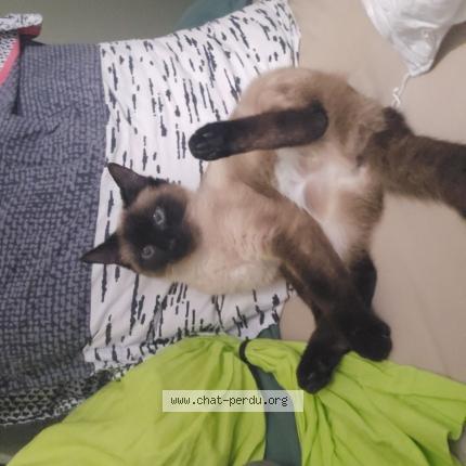 Photo 1/1 Kiwi Chat lost in Venissieux