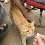 Picture of cat lost at Auburn