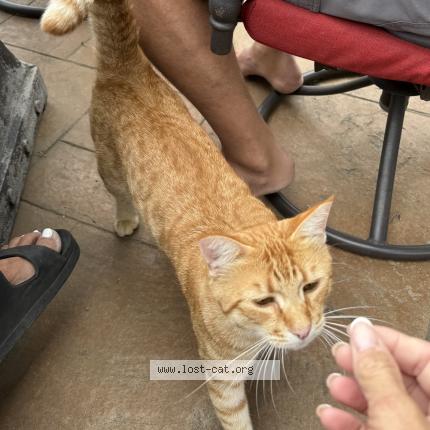 Photo 1/1 Zuth Chat lost in Auburn