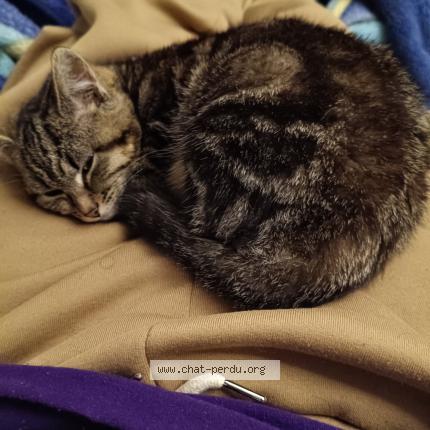 Photo 1/1 Hachi Chat lost in Montigny les cormeilles