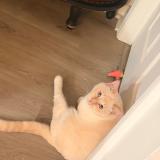 Picture of cat lost at Fort Lauderdale