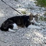 Picture of cat lost at Saint Georges D Esperanche