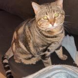 Picture of cat lost at Rignac