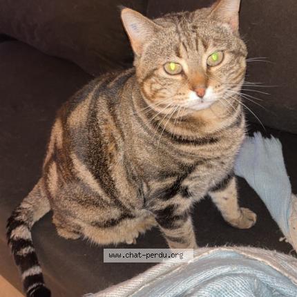 Photo 1/1 Octavia Chat lost in Rignac