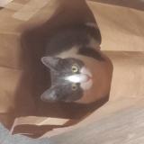 Picture of cat lost at Nantes