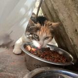 Picture of cat found at Ille Sur Tet