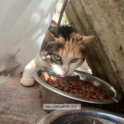 Photo 1/1 Found cat Found in Ille sur tet