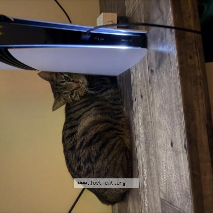 Photo 1/1 Luna Chat lost in Lehi