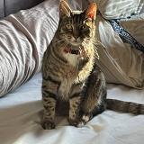Picture of cat lost at Rouen