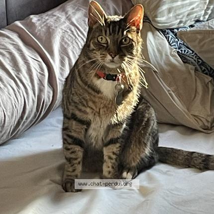 Photo 1/1 Maki Chat lost in Rouen