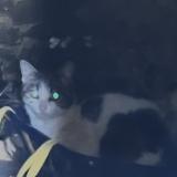 Picture of cat found at Combourg