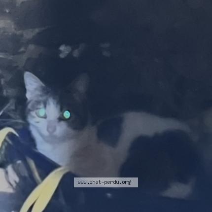 Photo 1/1 Found cat Found in Combourg