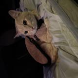 Picture of cat lost at Las Vegas