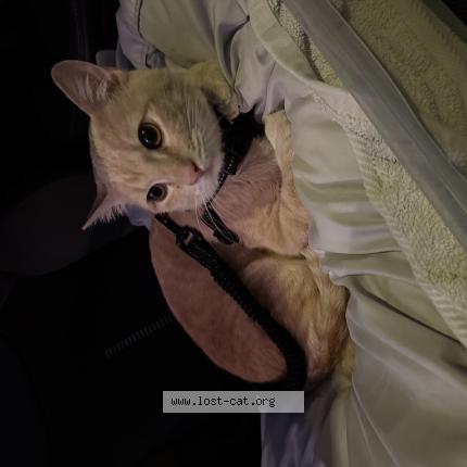 Photo 1/1 Napoleon Chat lost in Las vegas