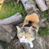 Picture of cat lost at Modesto