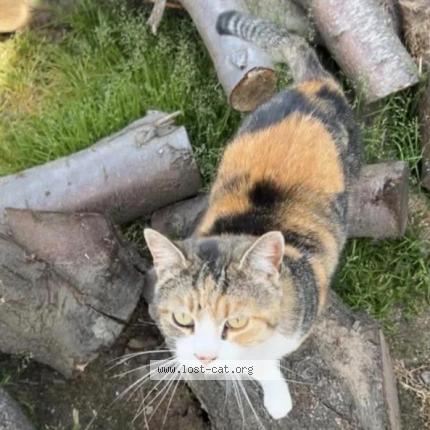 Photo 1/1 Billie Chat lost in Modesto