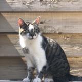 Picture of cat lost at Carcassonne