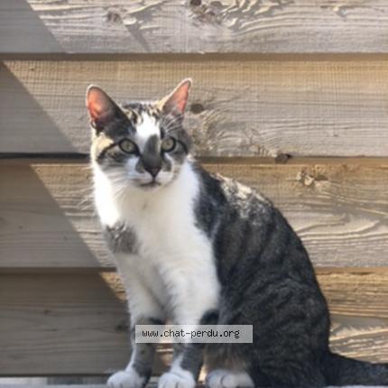 Photo 1/1 Boudah Chat lost in Carcassonne