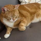 Picture of cat found at Saint Ouen