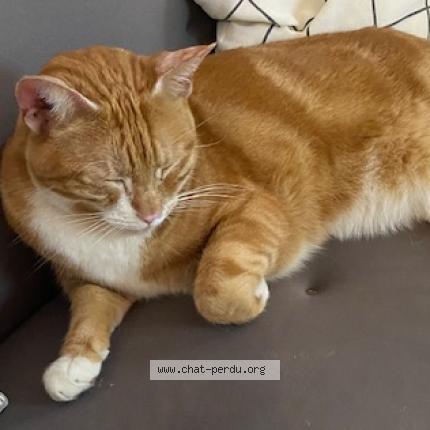 Photo 1/1 Found cat Found in Saint ouen