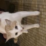 Picture of cat found at Bergerac