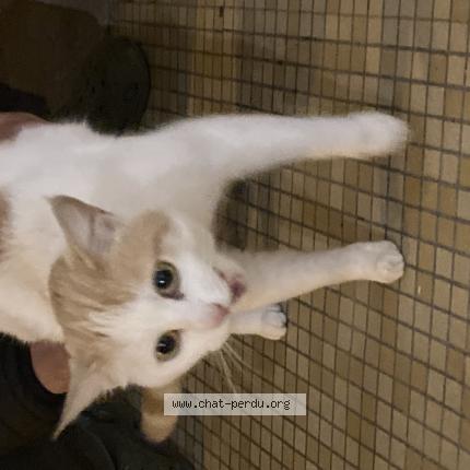 Photo 1/1 Found cat Found in Bergerac