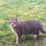 Picture of cat found at Vouille