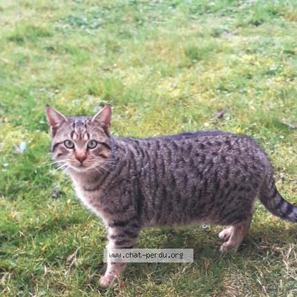 Photo 1/1 Found cat Found in Vouille