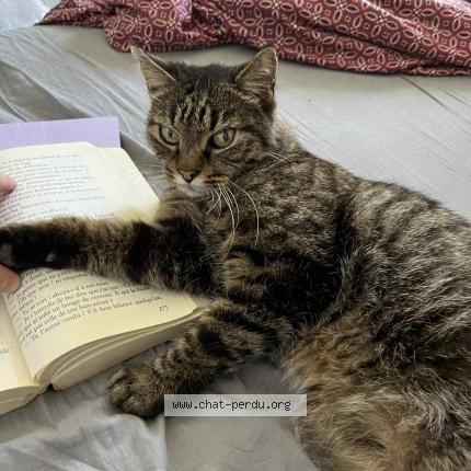 Photo 1/1 Cat reunited Lost in Aubervilliers