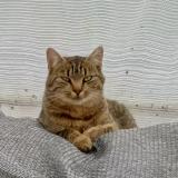 Picture of cat lost at Pledeliac