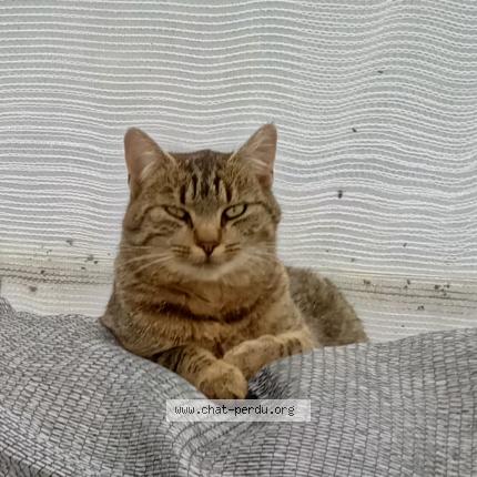 Photo 1/1 Velcro Chat lost in Pledeliac