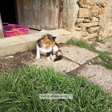 Photo 1/1 Found cat Found in Curis au mont d or