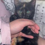 Picture of cat lost at Braine L Alleud