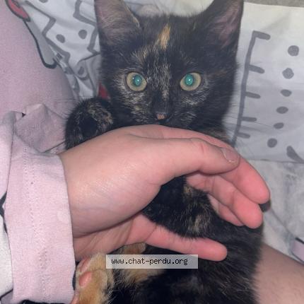 Photo 1/1 xelia Chat lost in Braine l alleud