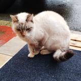 Picture of cat found at Echenoz La Meline