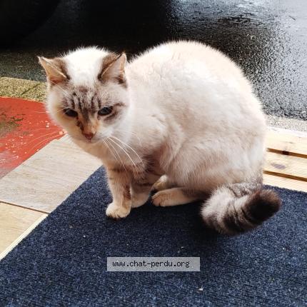 Photo 1/1 Found cat Found in Echenoz la meline