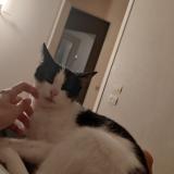 Picture of cat lost at Saint Sebastien De Morsent