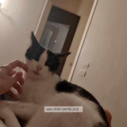 Photo 1/1 Calie Chat lost in Saint sebastien de morsent