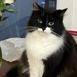 Picture of cat lost at Saint Denis