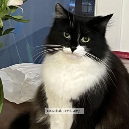 Photo 1/1 Nana Chat lost in Saint denis