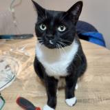 Picture of cat lost at Crecy La Chapelle