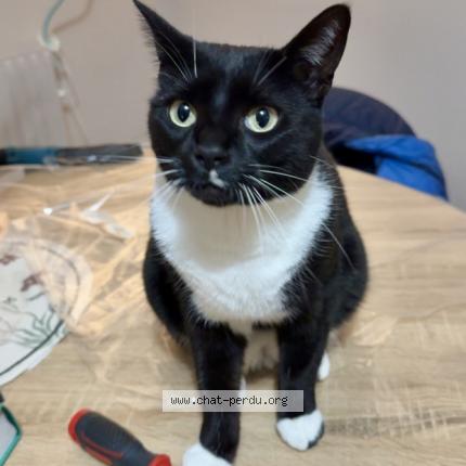 Photo 1/1 Willow Chat lost in Crecy la chapelle