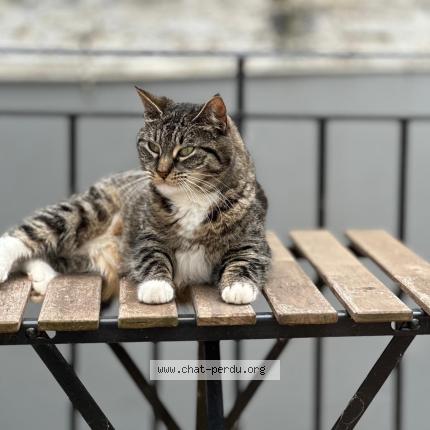Foto van vermiste kat in Etterbeek