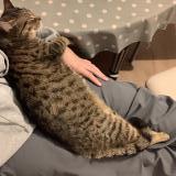 Picture of cat lost at Bourges