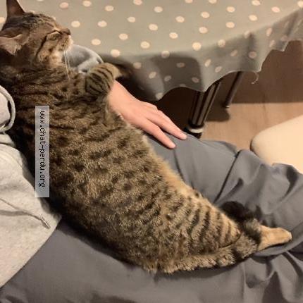 Photo 1/1 Chamallow Chat lost in Bourges